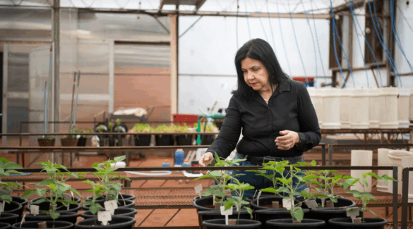 Prof. Mariangela Hungria Awarded 2025 World Food Prize