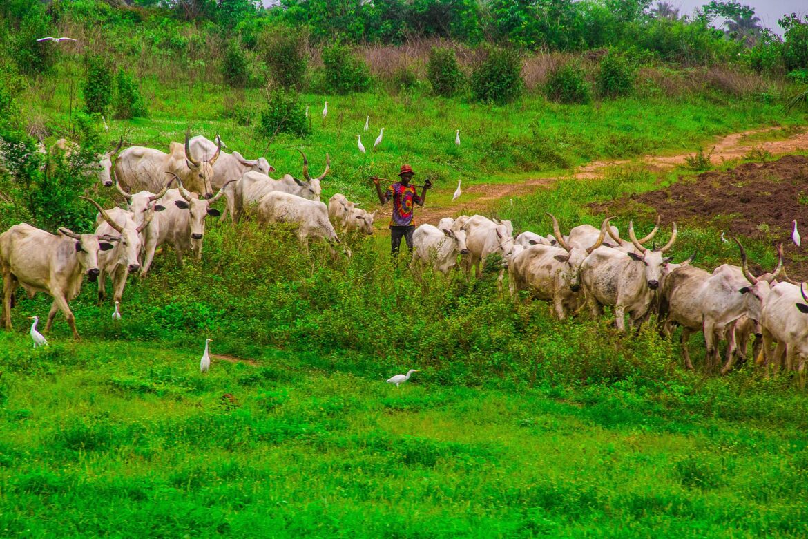 Nigeria to Resuscitate Grazing Reserves Nationwide